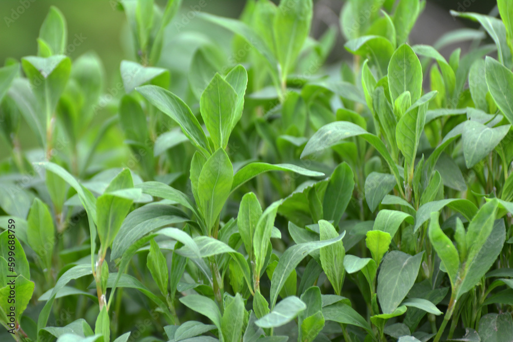Fototapeta premium The grass Polygonum aviculare grows in nature