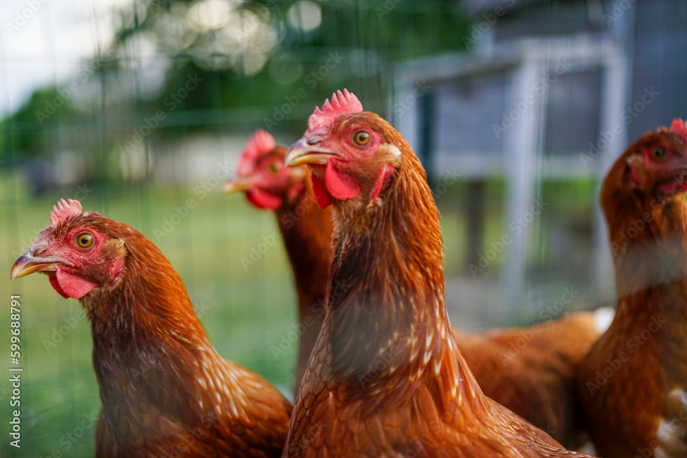 Chickens looking through bokeh fence on a Tennessee homestead. Eyes sharp and in focus.