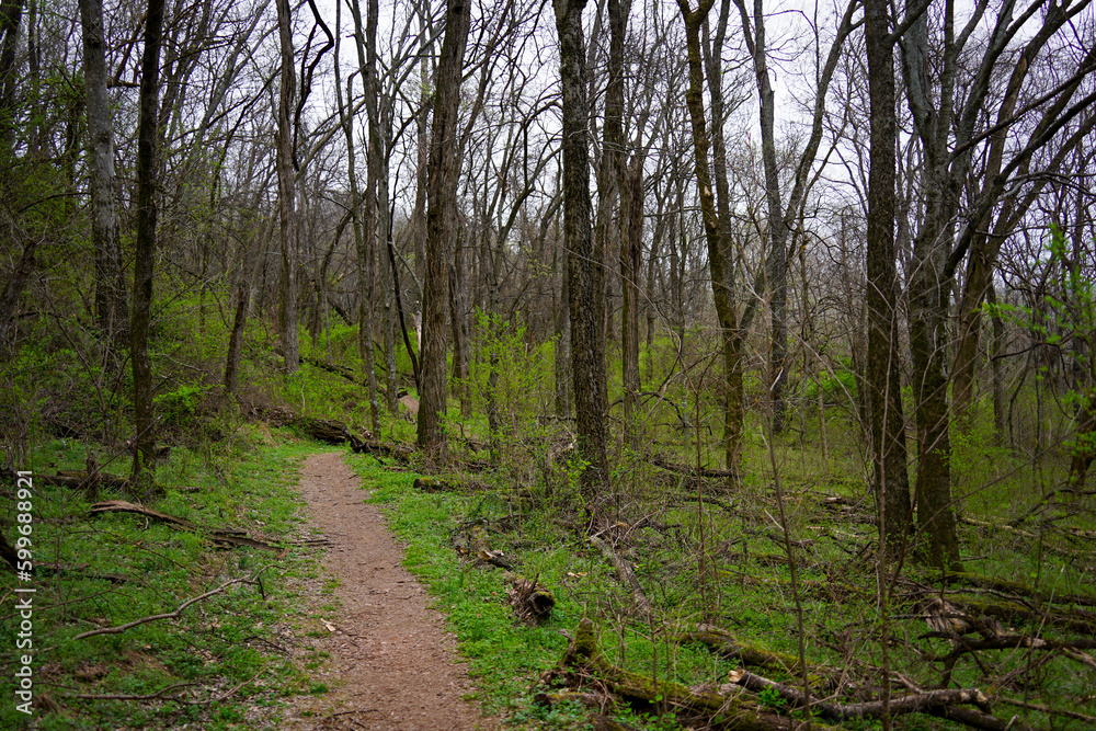 Fototapeta premium Dirt trail in the forest in Tennessee. Early spring setting with undergrowth turning green while trees remain dormant. Sky is cloudy and overcast.