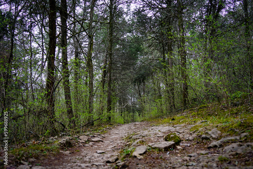 Rocky path trail deep in the forest during early spring. Undergrowth is turning green while trees remain dormant. Sky is overcast and cloudy.