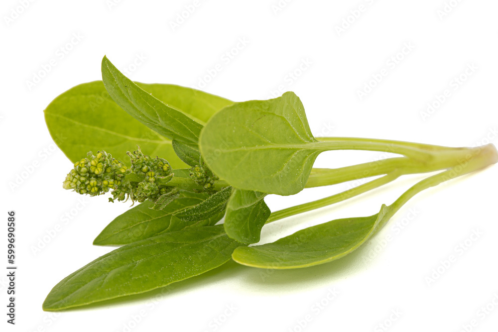Green spinach leaves, isolated on white background Green spinach leaves, isolated on white background