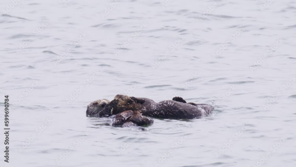 Endangered relaxed Sea Otter mom caring and playing with her baby otter. Super cute marine wildlife in Pacific Ocean, California shot on RED camera. Adorable mammal creatures floating on water 4K USA Endangered relaxed Sea Otter mom caring and playing with her baby otter. Super cute marine wildlife in Pacific Ocean, California shot on RED camera. Adorable mammal creatures floating on water 4K USA