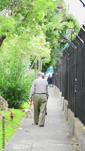 Grandfather and grandmother walk along the pedestrian path with small dogs at noon