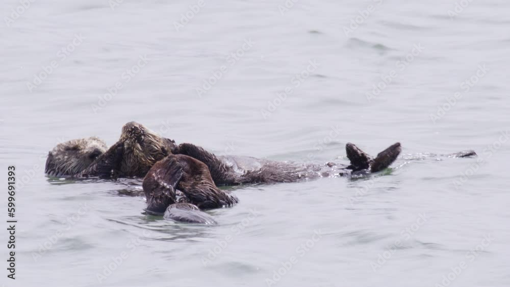 Super cute marine wildlife in Pacific Ocean, California shot on RED camera. Adorable mammal creatures floating on water 4K USA. Endangered relaxed Sea Otter mom caring and playing with her baby otter
