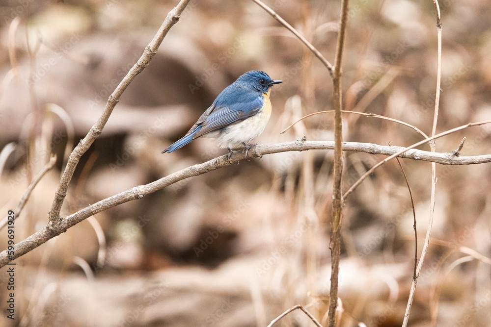 Tickells blue flycatcher sitting on the branch of a tree at Tipeshwar Wildlife Sanctuary. It can be used a perfect wallpaper Tickells blue flycatcher sitting on the branch of a tree at Tipeshwar Wildlife Sanctuary. It can be used a perfect wallpaper