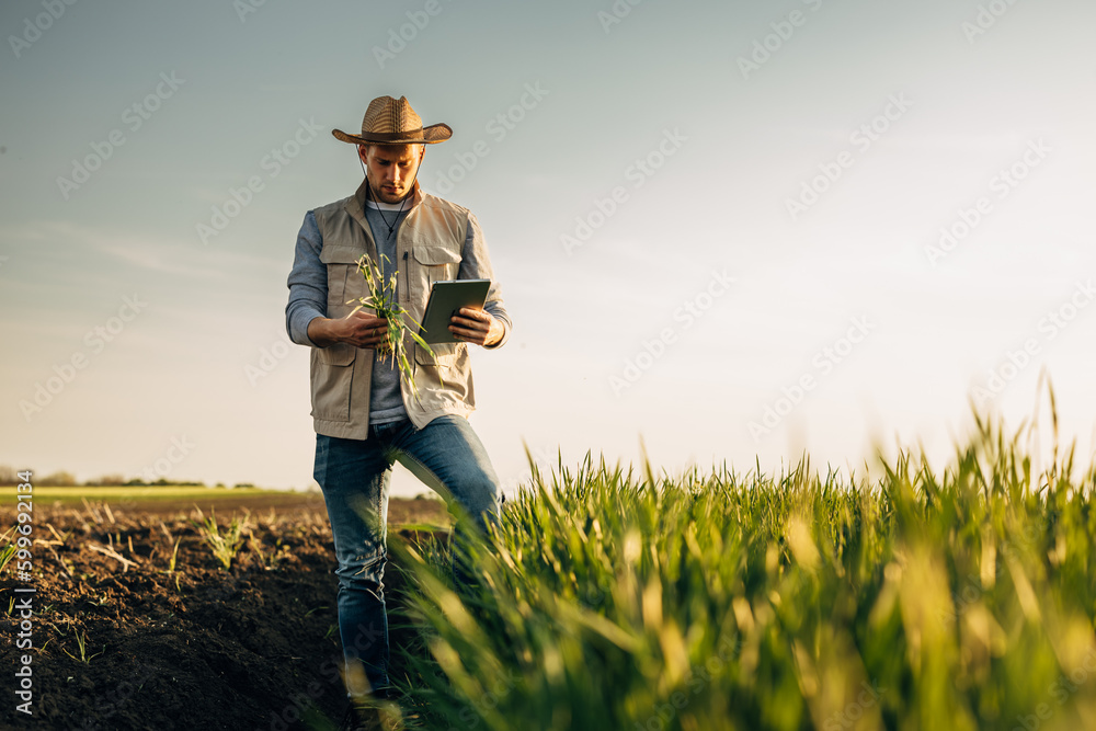 A man with a tablet is standing on farmland and inspecting crops. - obrazy, fototapety, plakaty 