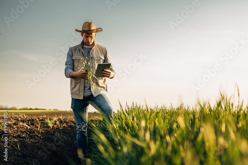 A man with a tablet is standing on farmland and inspecting crops.