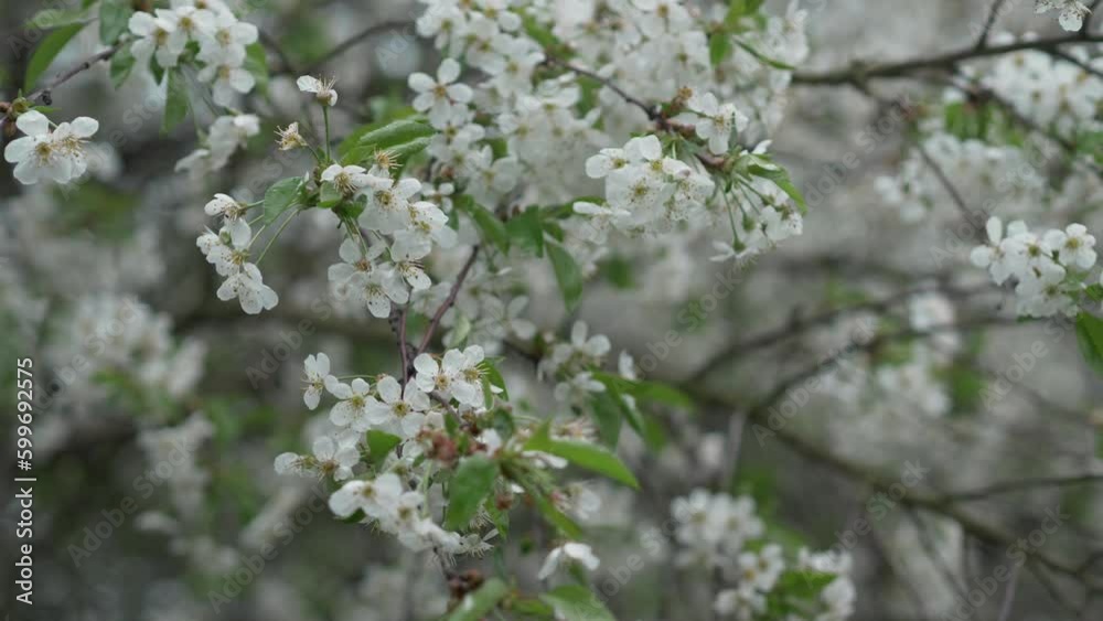 White cherry blossoms sway in the wind. In spring cherry tree blooms with white flowers. Flowering tree in orchard. Blossoming branch swaying in the wind. White cherry blossoms sway in the wind. In spring cherry tree blooms with white flowers. Flowering tree in orchard. Blossoming branch swaying in the wind.