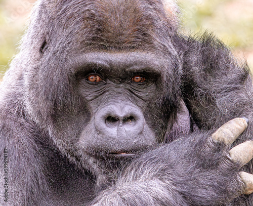 Portrait of Gorilla