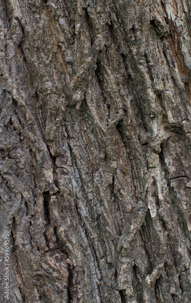 Details of the bark of acer campestre