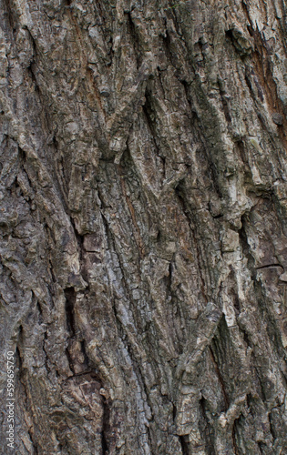 Details of the bark of acer campestre