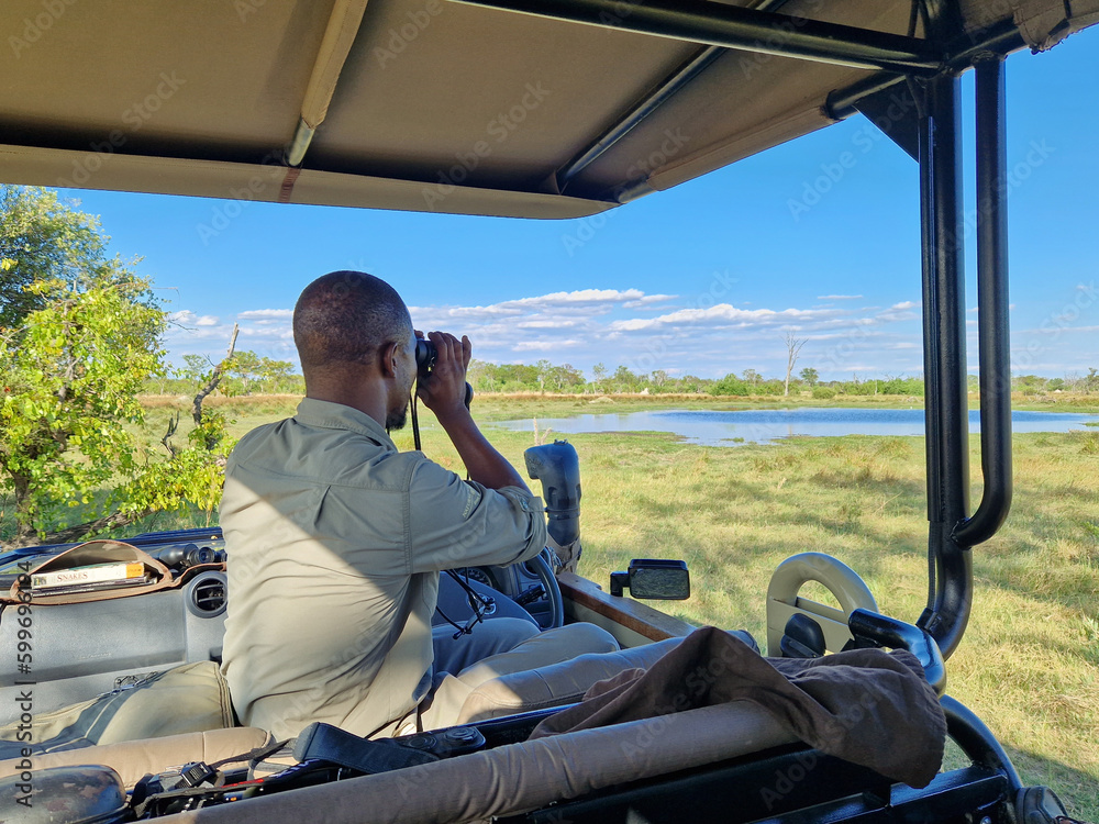 Ein Guide am Steuer eines Safari – Jeep beobachtet durch sein Fernglas die Savanne von Botswana im Okavango Delta - obrazy, fototapety, plakaty 