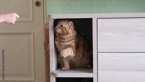 playful ginger cat perched on shelf in cabinet, engaging in a fun game with child's hand by gently batting it with its paw. Understanding Cat Behavior Decoding Your Feline's Playful Actions