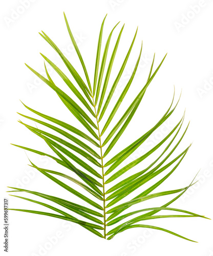 PNG. Tropical palm leaf. 