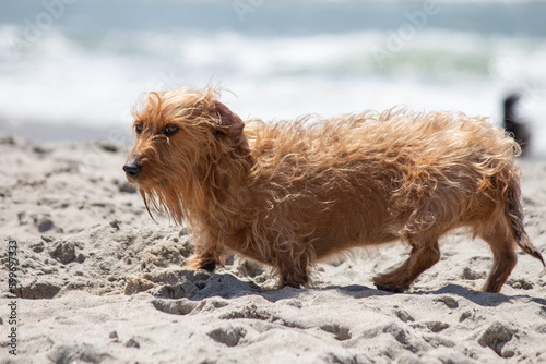 Dachshund wiener dog mix mutt playing in the sand at the beach  photo