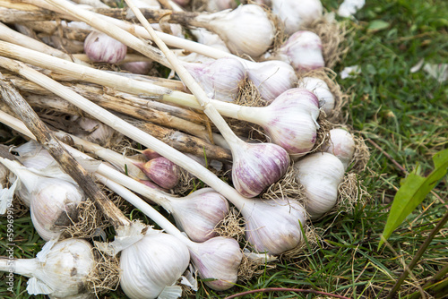 Garlic. Bunch of fresh raw dirty organic garlic harvest with roots and tops on grass in garden