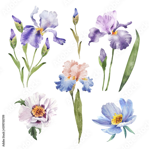 Botanical set of watercolor illustrations of lilac flowers and plants on a white background. hand painted .