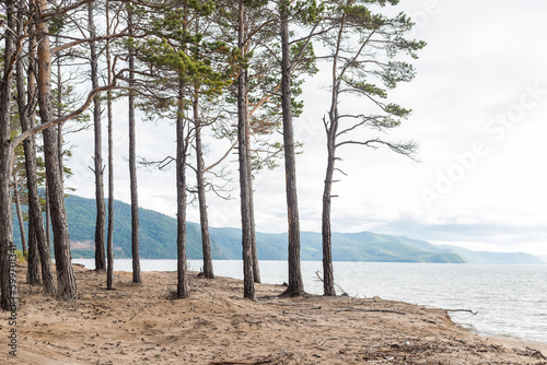 Great Baikal Trail. Pine forest on the Baikal coast on a sunny summer day. Summer travel, discovery of beauty of Earth. Siberia, Russia.