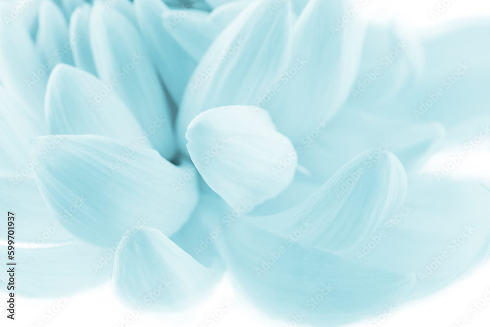 delicate white chrysanthemum petals, floral background, place for text