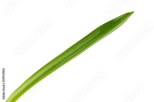long green leaves of daffodils or primroses, isolated on a white background