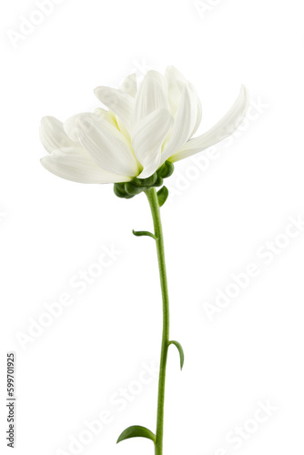 a delicate white chrysanthemum flower with a stem, isolated on a white background