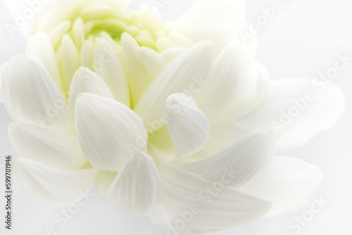 Fototapeta Naklejka Na Ścianę i Meble -  delicate white chrysanthemum petals, floral background, place for text