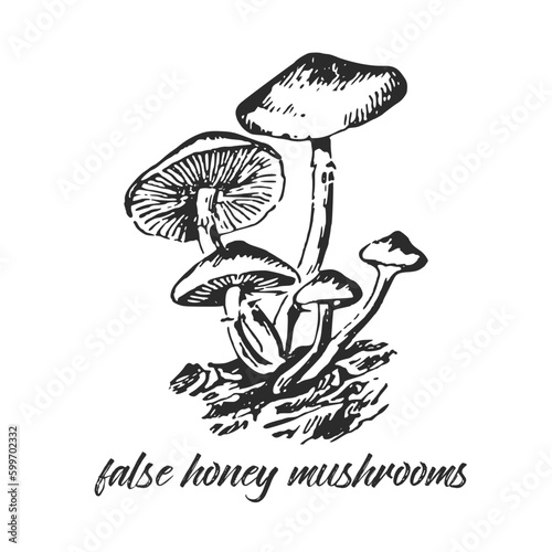 Hand drawn ink illustration of poisonous false honey mushroom. Sketch outline vector. 