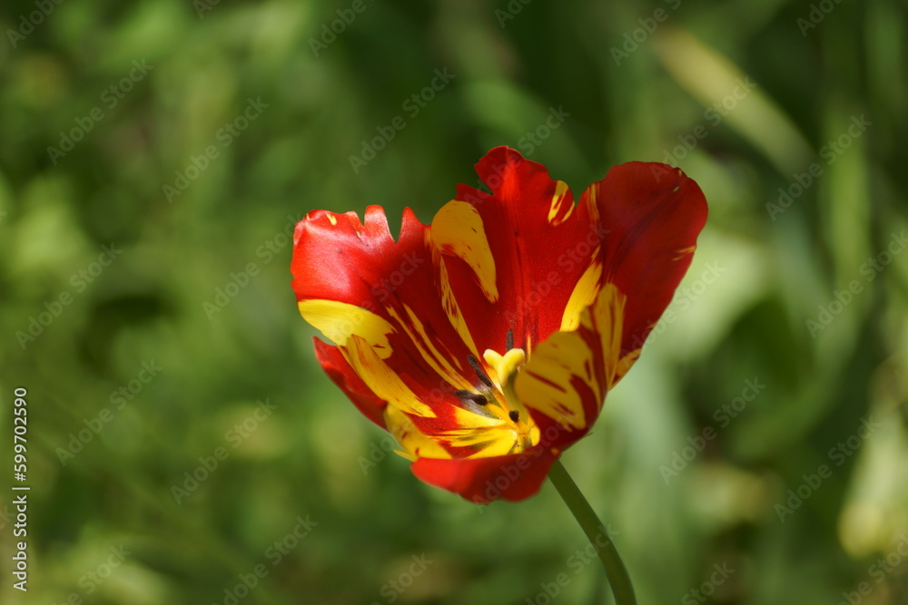 Obraz premium red and yellow tulip
