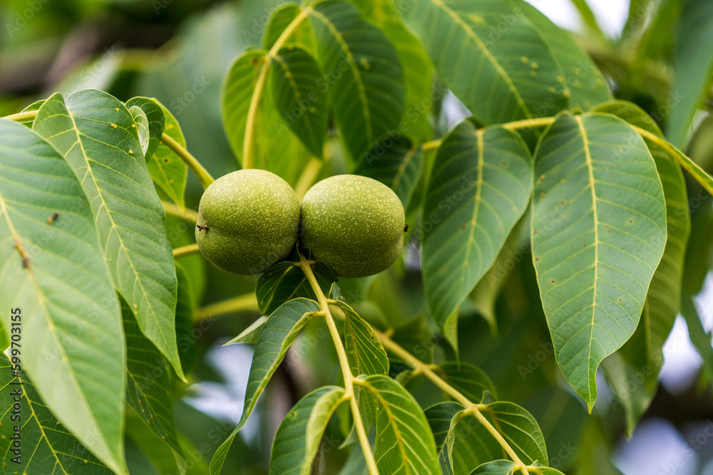 Garden walnut botany branch. Green fresh hazel nuts on branch. Garden walnut botany branch. Green fresh hazel nuts on branch.