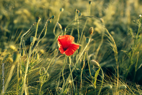 Beautiful red poppy in sunset light in barley field. Atmospheric moment in summer countryside. Wildflowers in meadow wallpaper