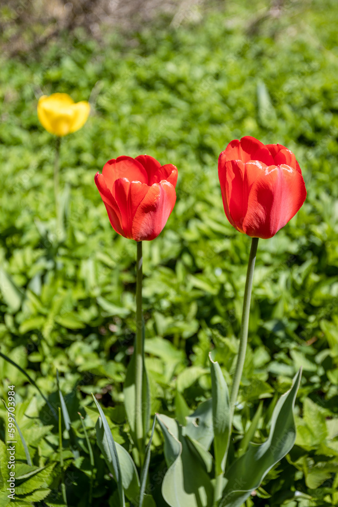 pair red tulips close up on green lawn on sunny spring day