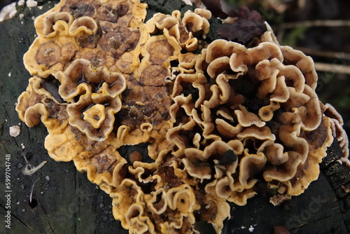 mushrooms on a tree