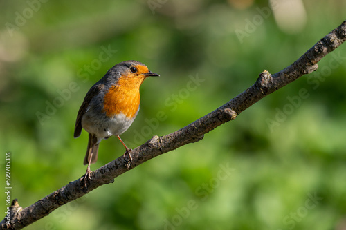 robin on a branch © Dominik
