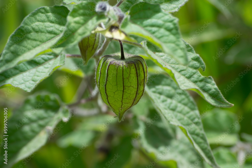 Physalis is a botanical genus belonging to the Solanaceae family. In this photo, Physalis angulata is a herbaceous plant that was cultivated in the middle of the Atlantic forest Physalis is a botanical genus belonging to the Solanaceae family. In this photo, Physalis angulata is a herbaceous plant that was cultivated in the middle of the Atlantic forest