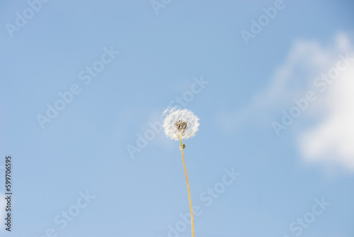 Dandelion is the common name of several species belonging to the botanical genus Taraxacum  of which the most widespread is Taraxacum officinale. Photo with sky in the background.