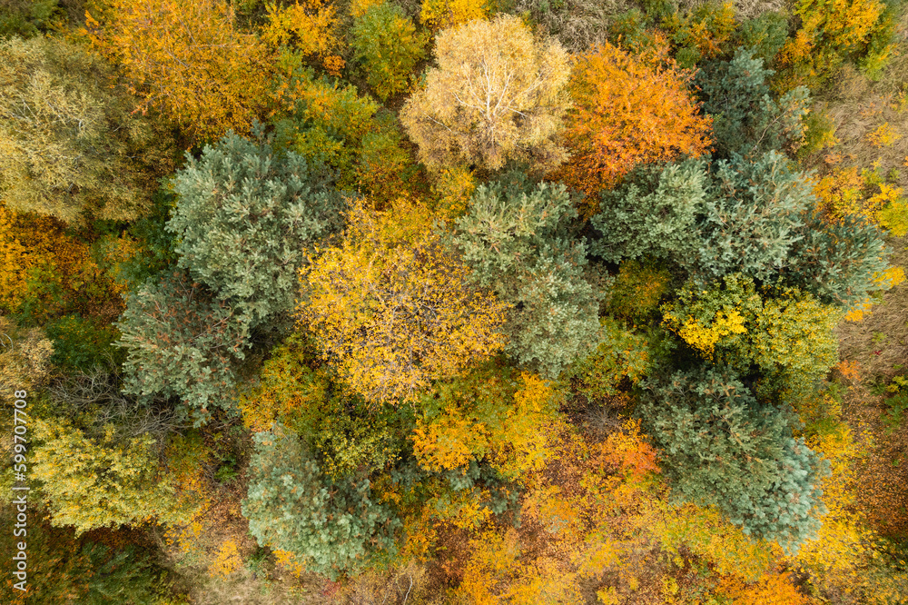 Lot dronem nad jesiennymi drzewami z których opadają liście na pole, które zaorał już rolnik. Zdjęcie wykonane z lotu ptaka. Lot dronem nad jesiennymi drzewami z których opadają liście na pole, które zaorał już rolnik. Zdjęcie wykonane z lotu ptaka.