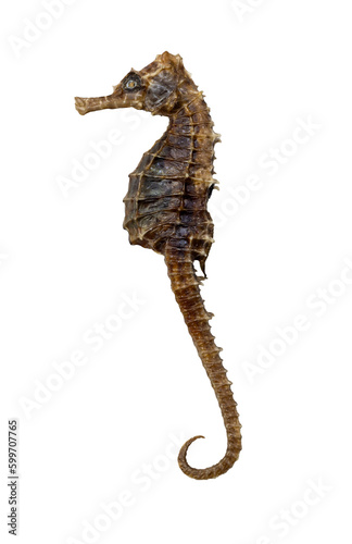 Dry seahorse, isolated on white background .Top view 