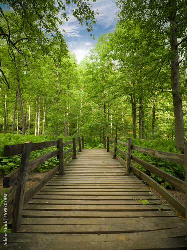 Forest road. nature park wooden walkway