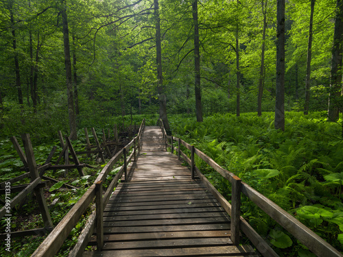 Forest road. nature park wooden walkway