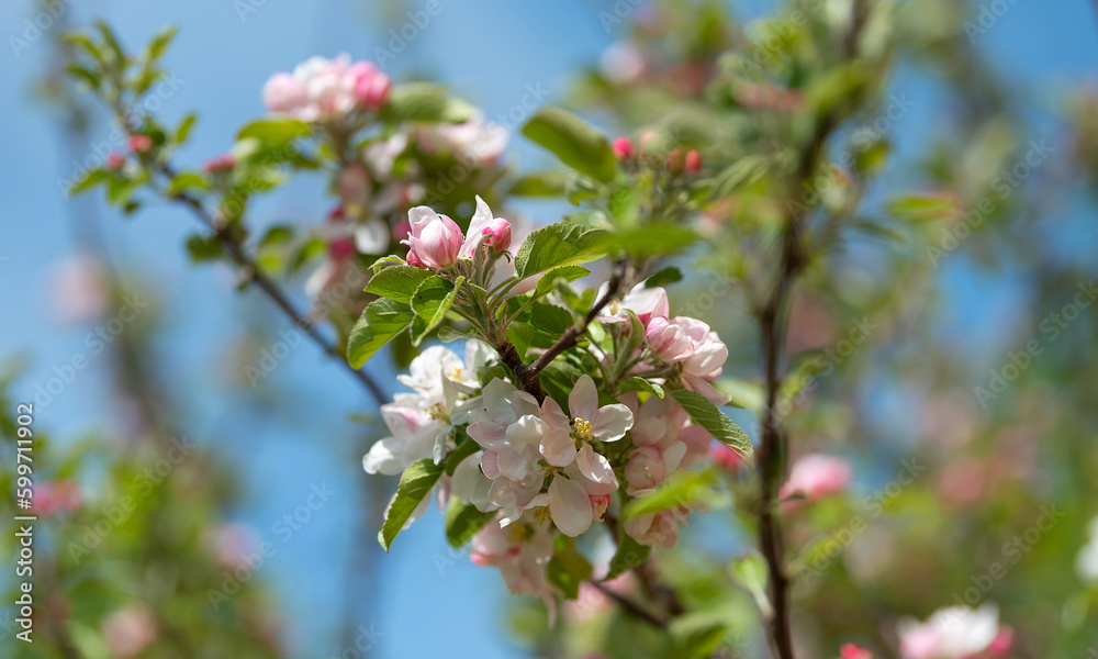 Blossoming apple tree branches and a bee Blossoming apple tree branches and a bee