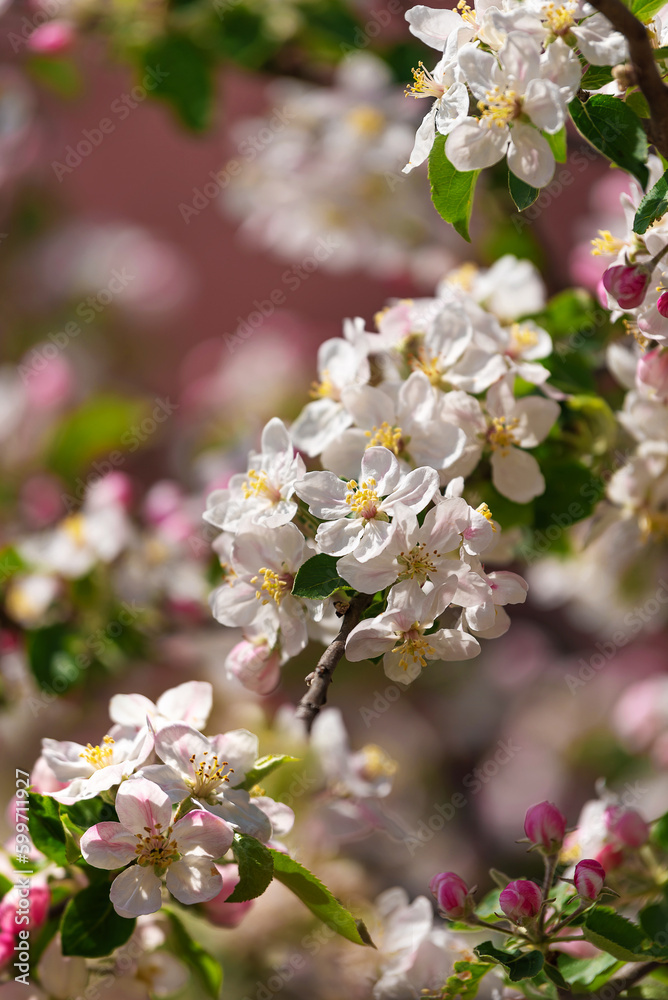 Blossoming apple tree branches and a bee Blossoming apple tree branches and a bee