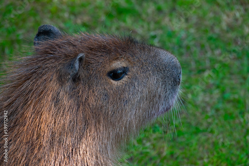 Wallpaper Mural portrait capybara backdrop of green grass Torontodigital.ca