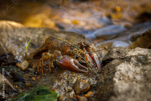 Signal crayfish, Pacifastacus leniusculus, climbs on stone in water at river bank. North American crayfish, invasive species in Europe, Japan, California. Freshwater crayfish in natural habitat.