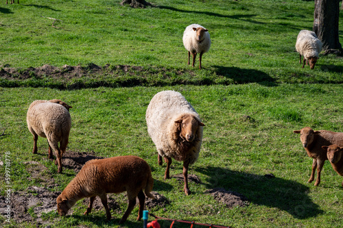 Animal collection, young and old sheeps grazing on green meadows on Haspengouw, Belgium photo