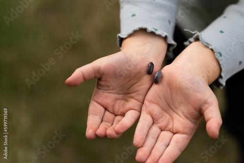 Woodlice insect in the hands of a child. Roly-Poly Pill Bug on a girls palms