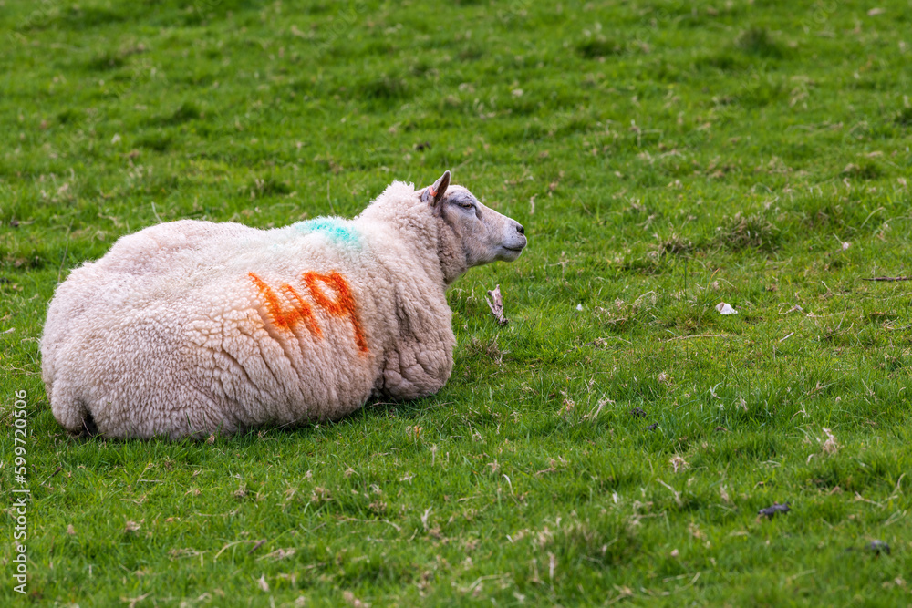 Obraz premium Nursing ewe, mother sheep, in spring on green field shot in Perthshire Scotland month of May. Ewe and lambs marked with number 49 using non toxic vegetable dye room for text
