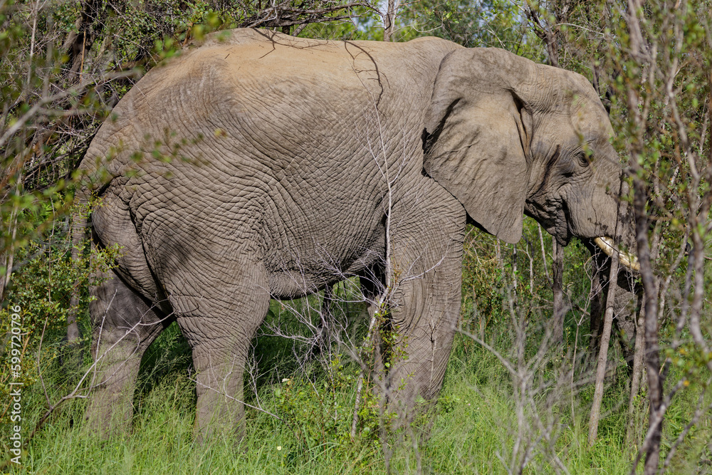 Obraz premium Elephant in Kruger Park, South Africa