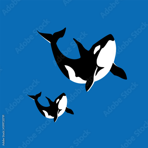 Orca whale with a baby vector illustration.