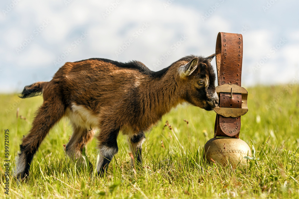 Portrait of a cute kid goat next to a big cowbell on a pasture in spring outdoors Portrait of a cute kid goat next to a big cowbell on a pasture in spring outdoors