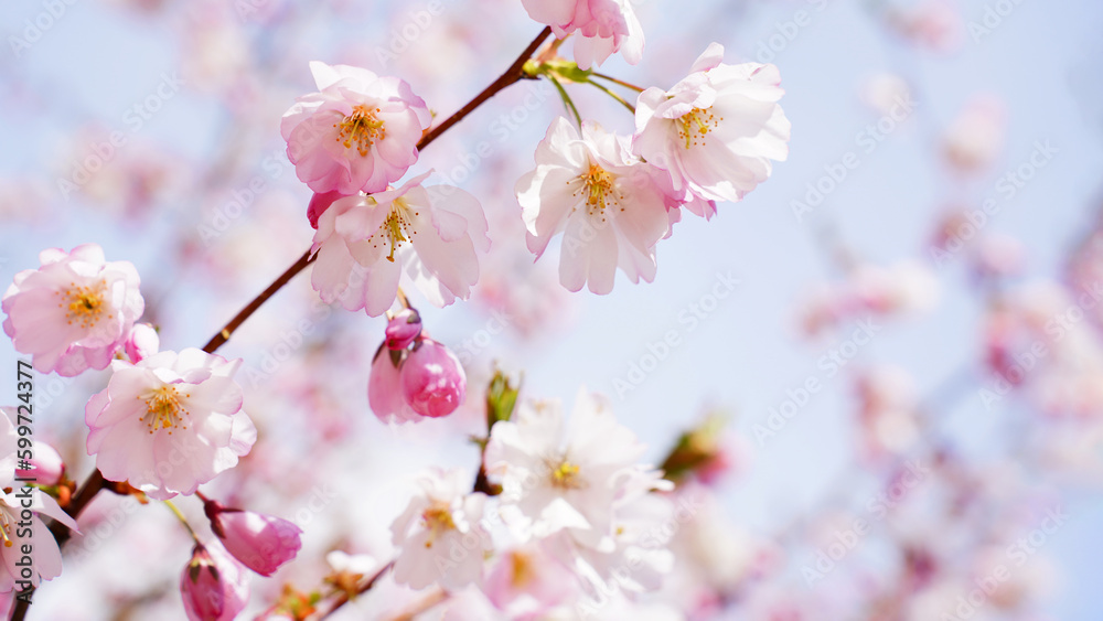 Cherry branch with flowers in spring bloom, A beautiful Japanese tree branch with cherry blossoms, Spring Flowers, Cherry, Sakura. Soft focus Cherry branch with flowers in spring bloom, A beautiful Japanese tree branch with cherry blossoms, Spring Flowers, Cherry, Sakura. Soft focus